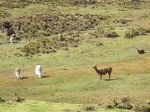 Lamas im Nationalpark Cajas